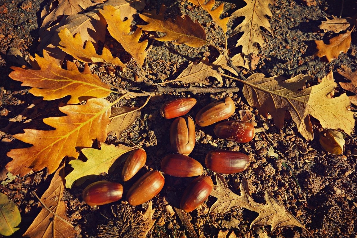 Gute Nachrichten für die Natur: Eicheln und Eichelnüsse fallen früher als gewöhnlich