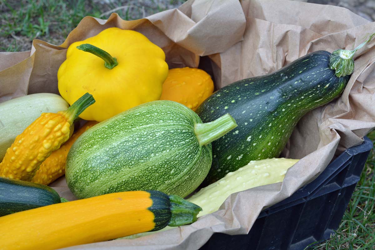 Viel besser als im Kühlschrank: Zucchini können hier 3 Monate lang gelagert werden.