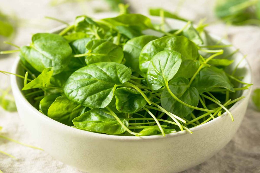 bowl of harvested watercress