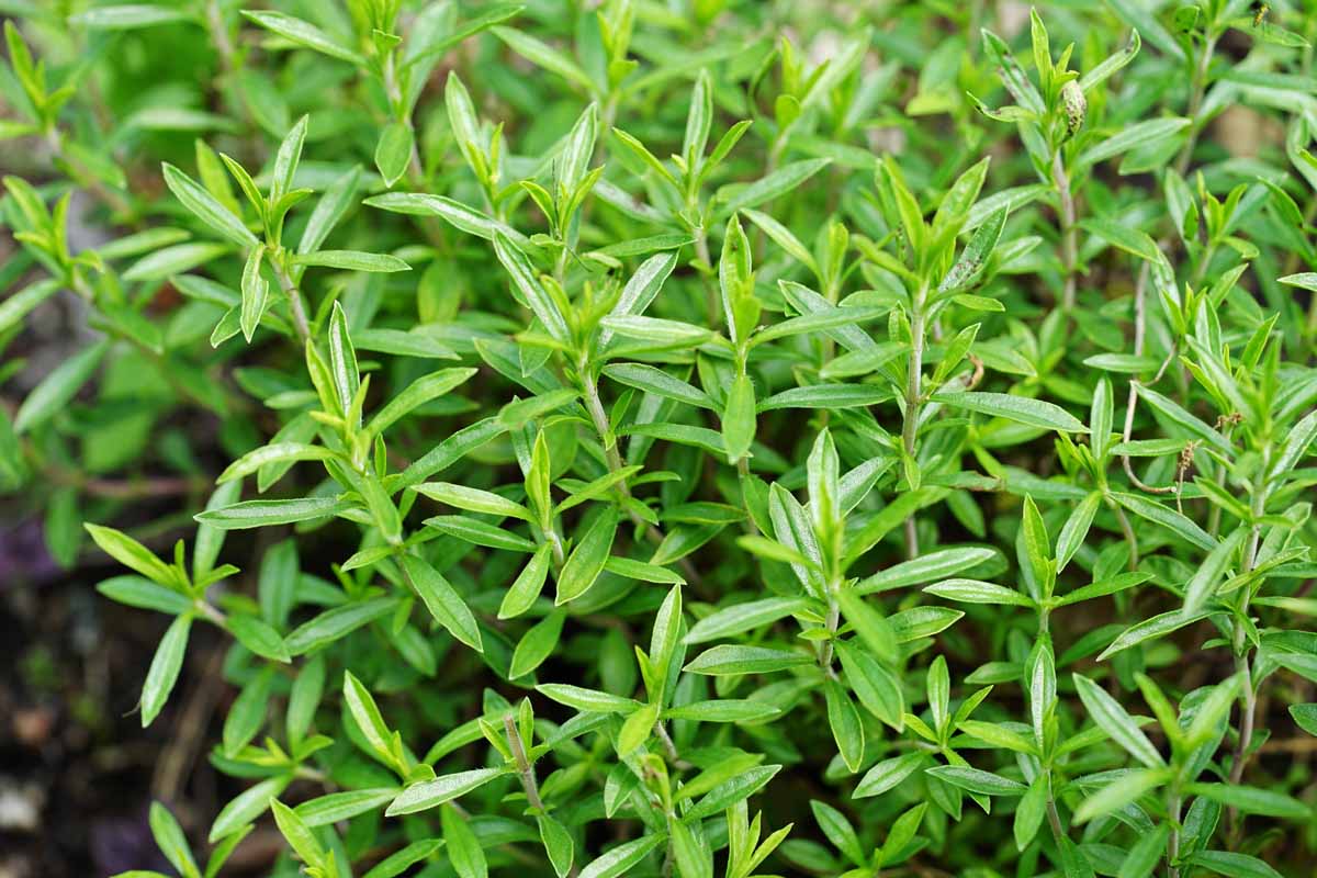 how to plant and grow winter savory featured