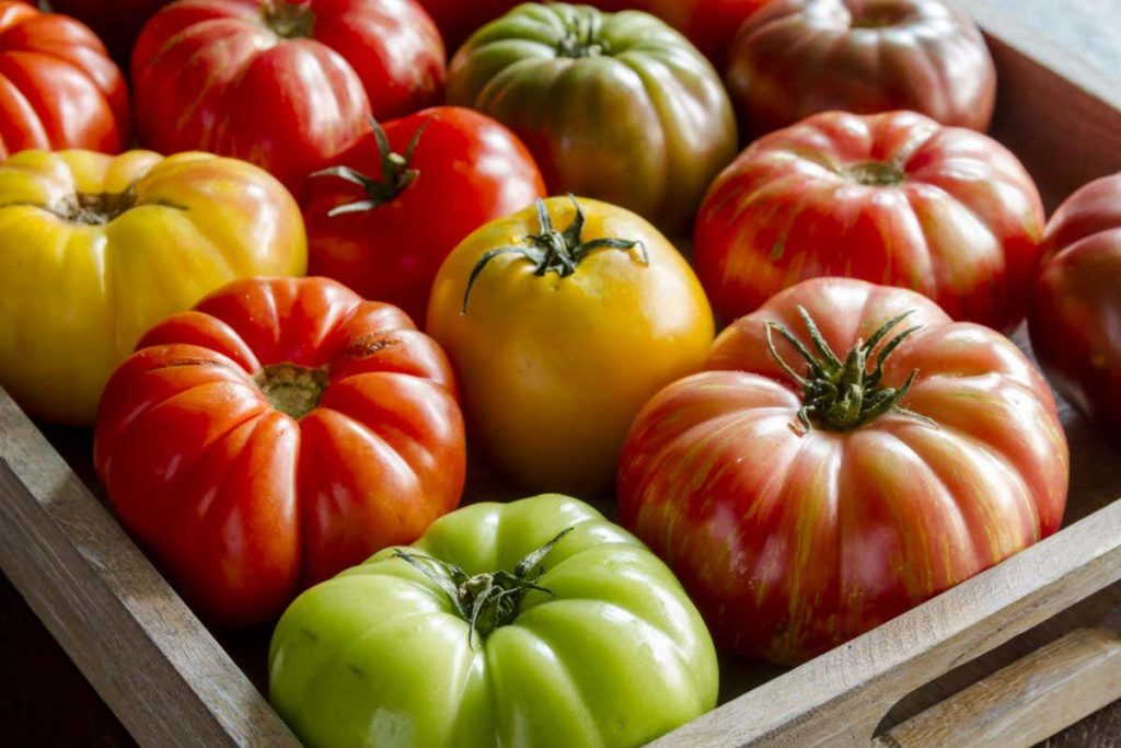 Ein Gemüsegärtner erklärt, wo Tomaten gelagert werden sollten: „Wir haben das immer falsch gemacht.“