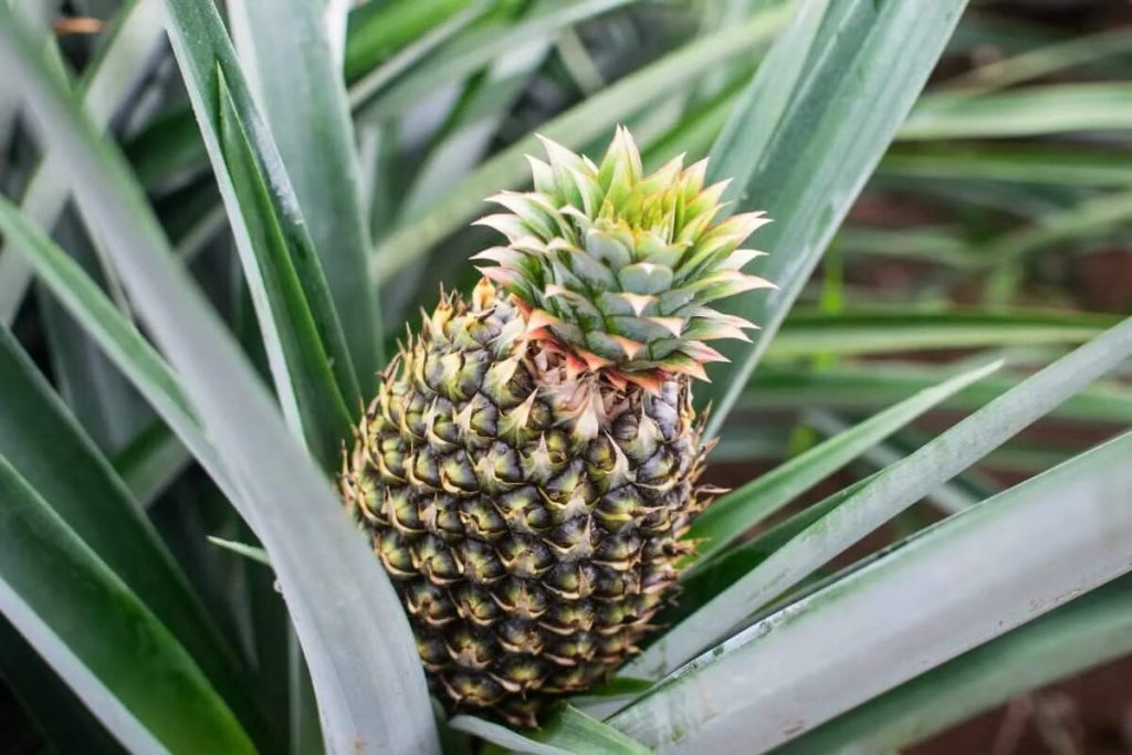 Diese exotische Frucht wirkt wie ein natürliches Heilmittel für die Verdauung