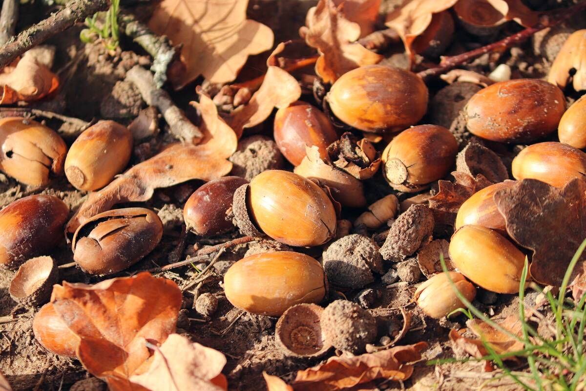 Gute Nachrichten für die Natur: Eicheln und Eichelnüsse fallen früher als gewöhnlich