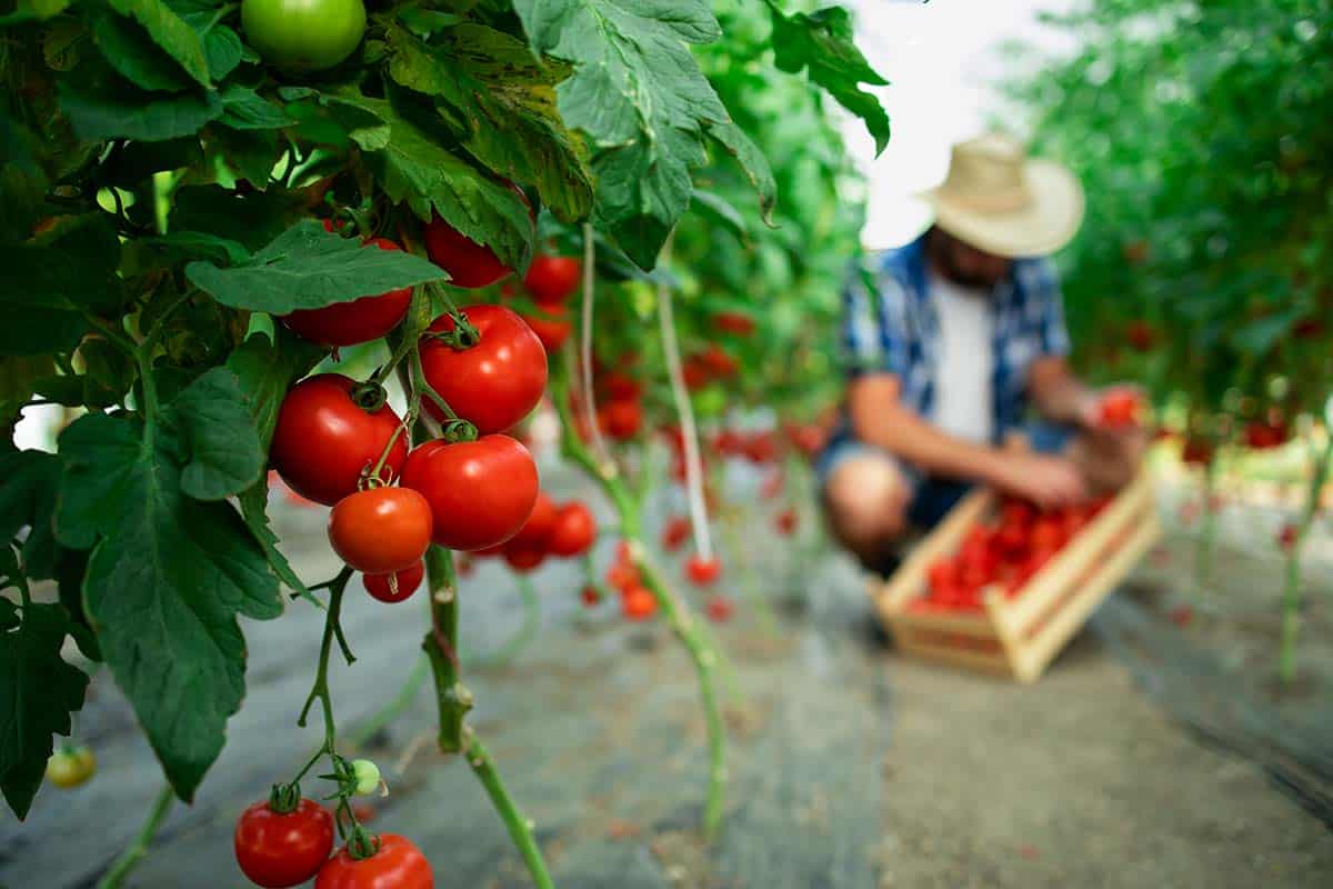 Sensation in der Landwirtschaft: Forscher haben ein Spray entwickelt, das Tomaten widerstandsfähiger gegen Trockenheit macht