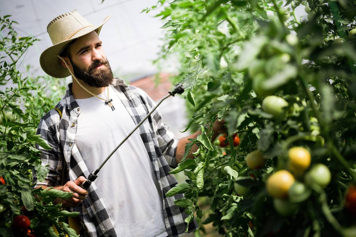 Sensation in der Landwirtschaft: Forscher haben ein Spray entwickelt, das Tomaten widerstandsfähiger gegen Trockenheit macht