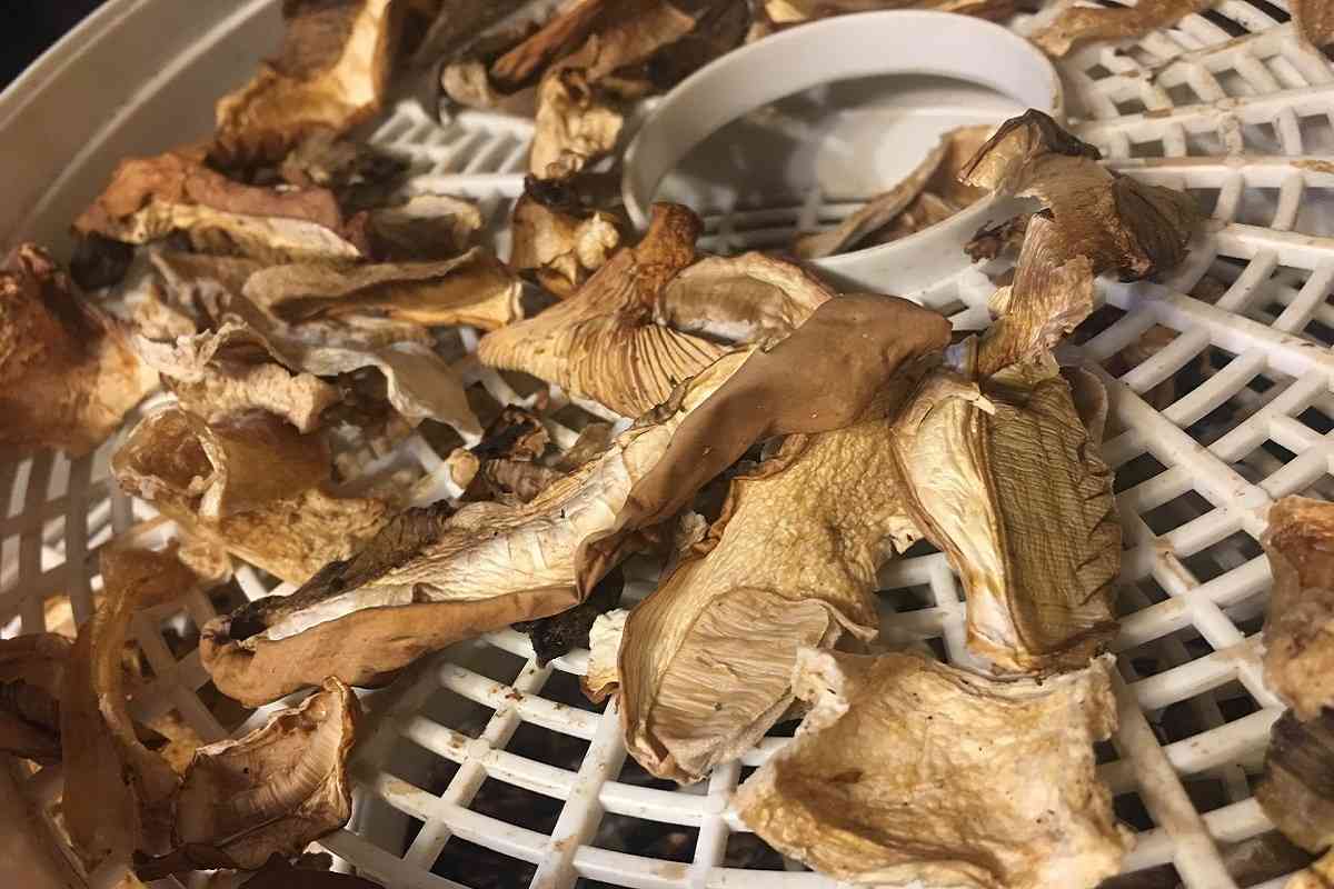Diese getrockneten Pilze werden zu Gift. Sie sind gefährlicher als Fliegenpilze