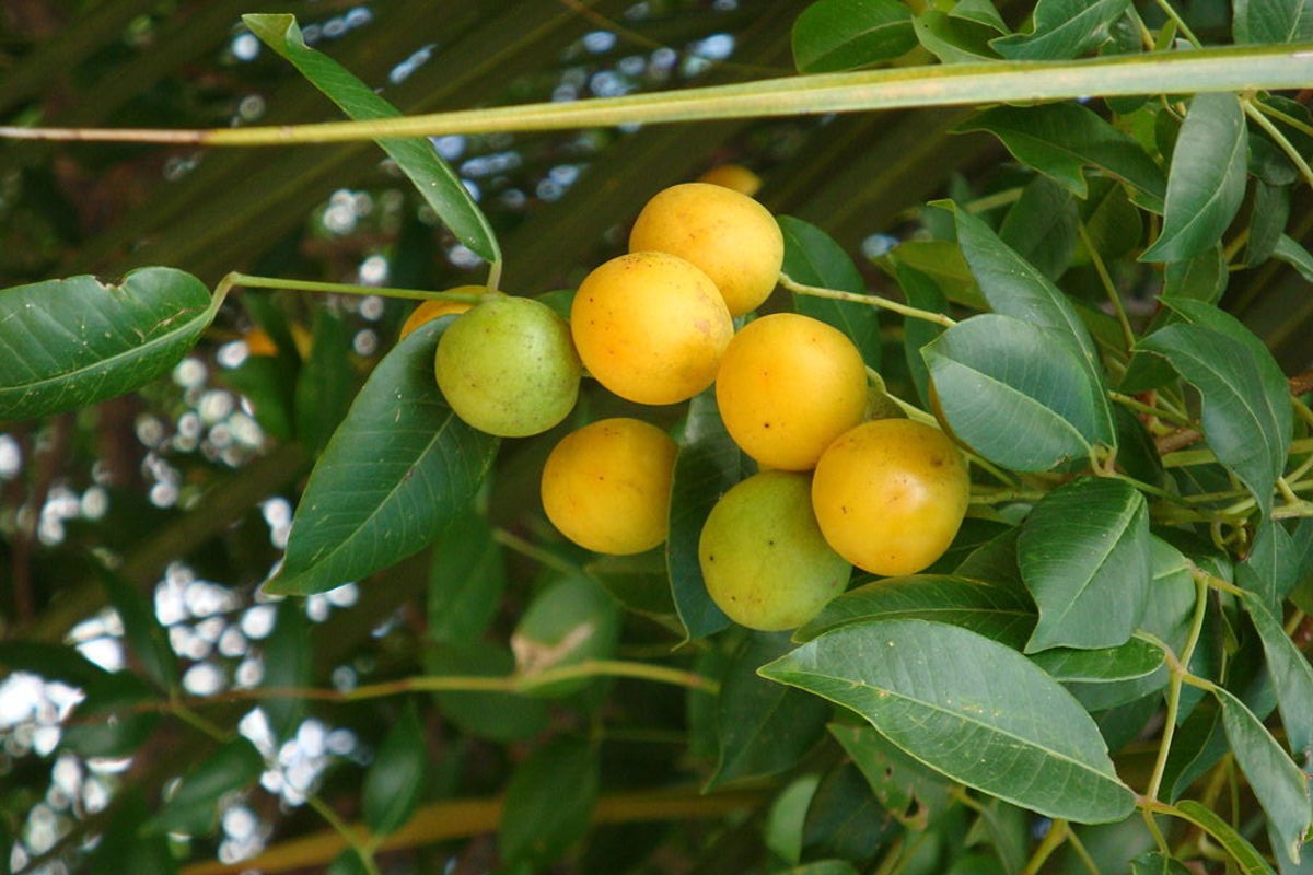 Die exotische Pflaume schmeckt wie eine Mischung aus Mango, Aprikose und Limette. Sie reinigt den Körper, verjüngt und stärkt das Immunsystem