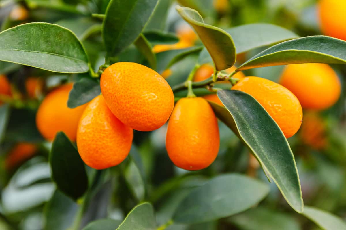 Chinesische Orange: Nutzen, Nährwerte und Verwendungsmöglichkeiten von Kumquats