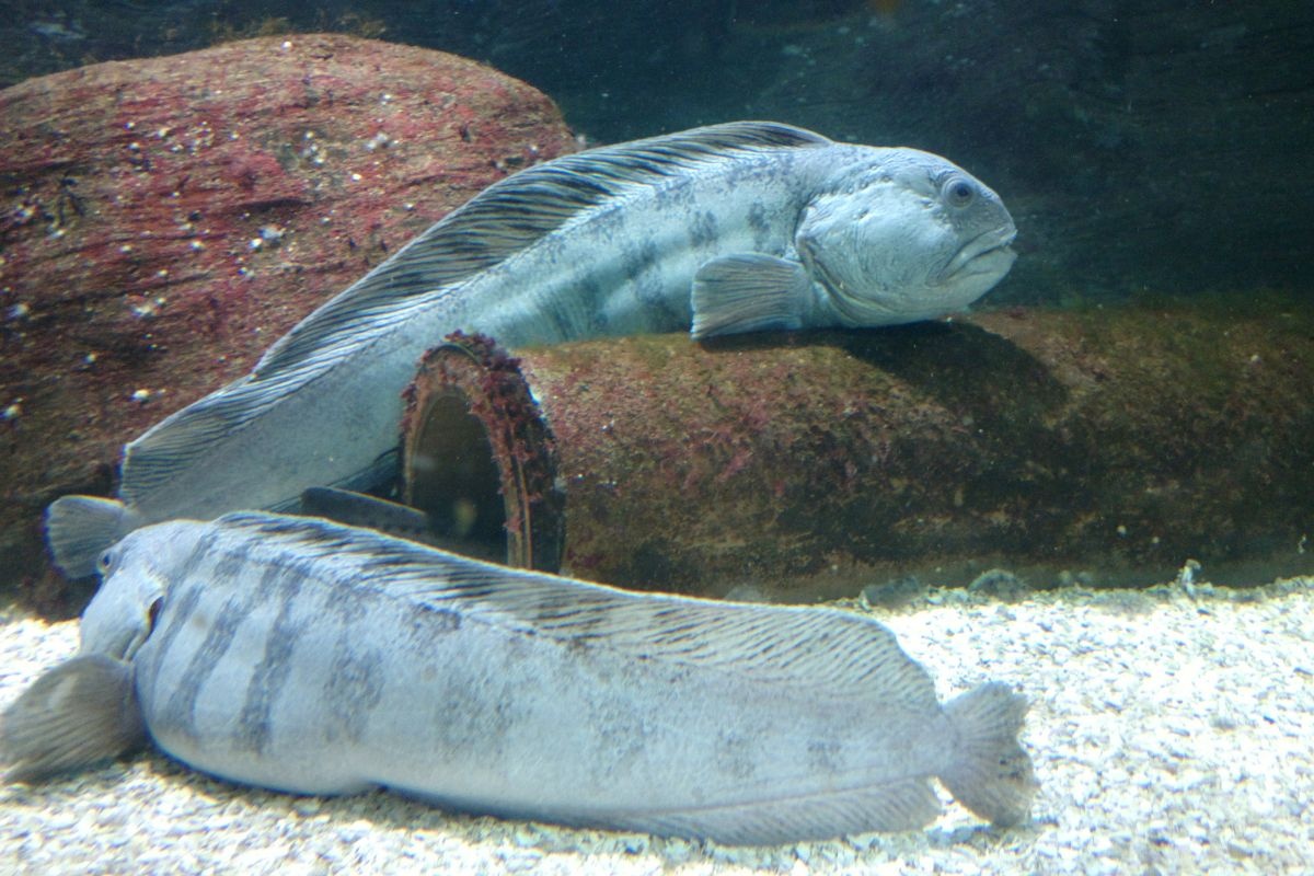 Vergessen Sie Lachs. Dieser Fisch ist gesünder, schmackhafter und enthält fast keine Kalorien.