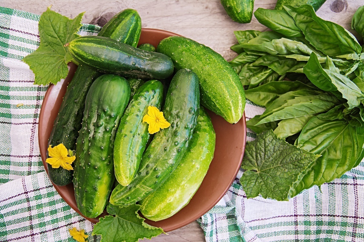 Nur wenige wissen, dass sie den Körper entsäuern und harntreibend wirken. Menschen, die eine Diät machen, sollten jeden Tag Gurken essen.