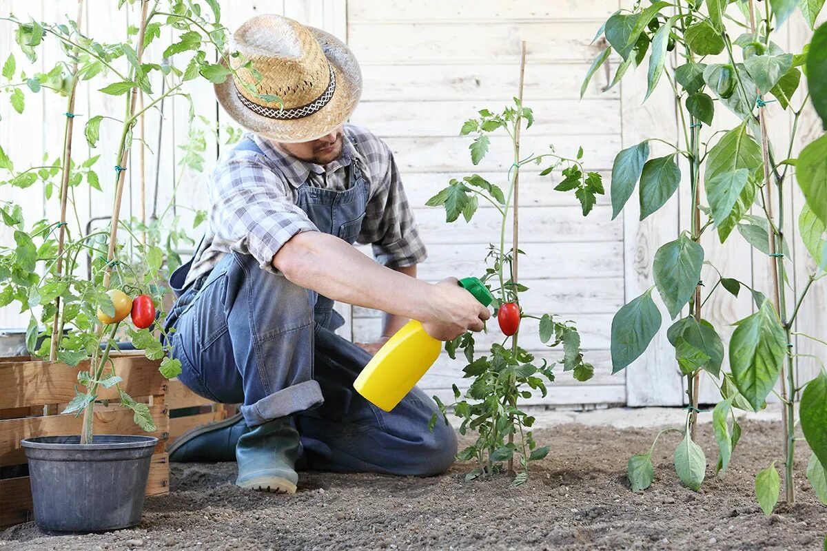Sensation in der Landwirtschaft: Forscher haben ein Spray entwickelt, das Tomaten widerstandsfähiger gegen Trockenheit macht