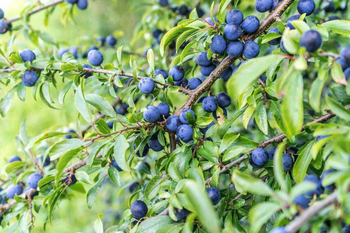 Niemand erinnert sich an diese Frucht, dabei unterstützt sie das Herz